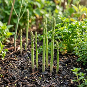 View Asparagus Seeds - Perennial Heirloom Vegetable Seeds - Grow Tender, Delicious Asparagus Spears Year After Year image 4