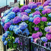 View Hydrangea Seed: Beautiful, reunion and gratitude image 3