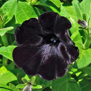View Black Petunia Seeds image 3