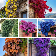 View 🌱Exotic Rare Leaf Seeds🏡Transform Your Garden into a Masterpiece image 1