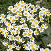 View 🌼Pest Killer: Pyrethrum Daisy Seeds image 4