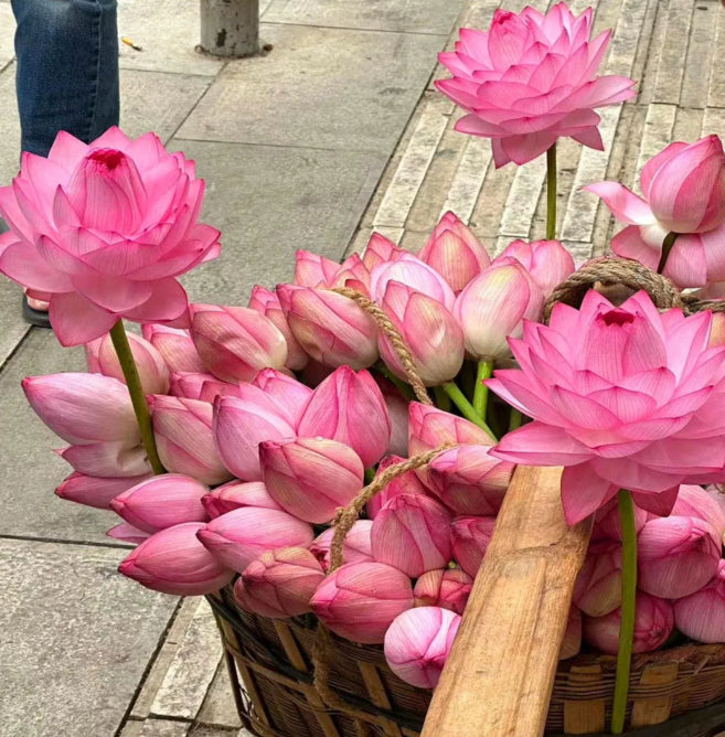 🌸[7 days germination]Last Day Sale - 50% OFF💐The Sacred Bonsai Bowl Lotus Flower