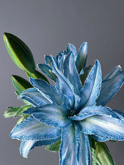 View Double-Blossom Lily image 1