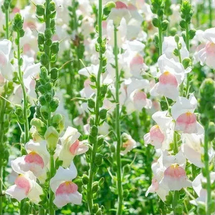 🌸APPLE BLOSSOM SNAPDRAGON Flower Seeds-Extremely romantic flowers💕