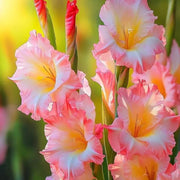 View Twilight Ember Gladiolus Corms🌺 image 6