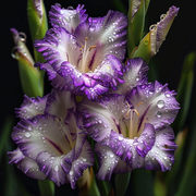 View Velvet Ruffle Gladiolus Corms🌺 image 1