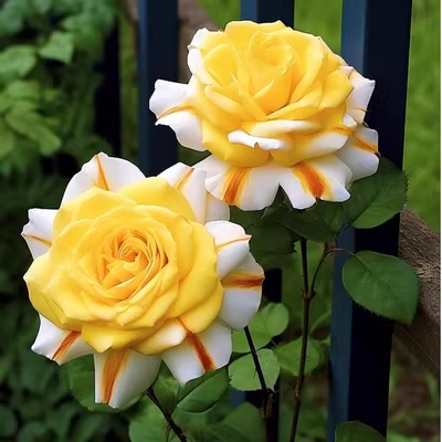 Twin rose seeds (high quality version)