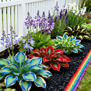 View Muticolor Hosta Seeds-Perennial Shade Plant for Garden and Yard Plant🌈God's Artistic Canvas image 6