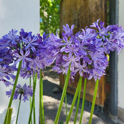 View Agapanthus africanus 'Black Buddhist' image 1