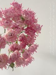 View Rare Pink Kite Roses image 4