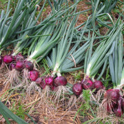 View Purple Fruit Onion Vegetable Seeds image 3