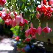 View Fuchsia Hybrida Voss Seeds The fairy flower image 4
