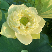 View 🪷Bonsai Double Lotus Seeds-Pure Heart image 5