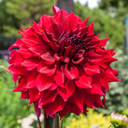 View 🌸Dinnerplate Dahlia Bulbs – Giant Show-Stopper Blooms image 4