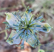 View Love in the Mist: Exploring the Enigmatic Beauty of Nigella Arvensis image 1