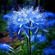 View 🌺Spider Lily - Light Pink🌺 image 4