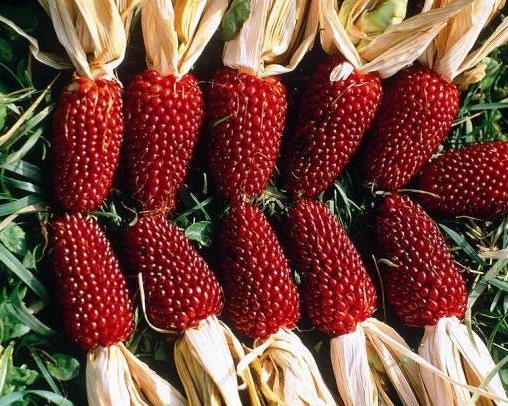 🍓&🌽Strawberry Corn seeds - 2023 popular seeds