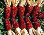View 🍓&🌽Strawberry Corn seeds - 2023 popular seeds image 2