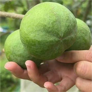 View 🍨 Ice Cream Fruit – White Persimmon 🍃Seeds image 5