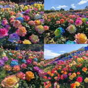 View Mixed Color Rose Combination Seeds💐 image 2
