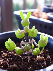 View Rabbit Ear Succulent seeds, Rare succulent image 6