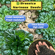 View 🥬Brassica Narinosa Seeds 🥬 image 1