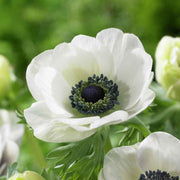 View De Caen White Anemone Seeds image 1