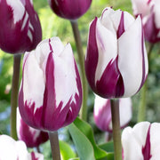 View Zurel  Tulip Seeds image 2