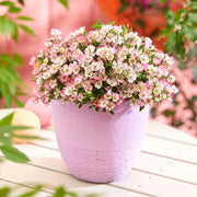 View Alpin-Rose image 2