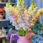 View 🌸APPLE BLOSSOM SNAPDRAGON Flower Seeds-Extremely romantic flowers💕 image 2