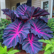 View 🌈 Giant Caladium Bulbs 🎊The color wizard that creates a dream garden 🌿✨ image 6