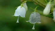 View Crystal Flower Seeds image 5