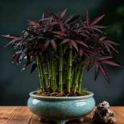 View 🌿 DreamBamboo — Multi-Color Lucky Bamboo Cypress image 4