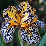 View 💐Zebra Stripes Iris (Iris Germanica) – A Bold, Striped Beauty image 2
