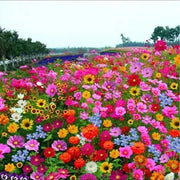 View 👍Mixed Perennial Flower Seeds – 60+ Varieties for Endless Blooms image 6