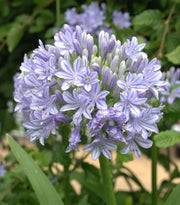 View Agapanthus africanus 'Glenavon' image 2