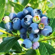 View King of Berries - Giant Blueberry Fruit Seeds - Four Seasons Plants image 2