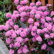 View Stunning Azaleas – Red, Pink, White & Dreamy Mixed Colors | Four-Season Garden Delight image 2