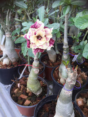 View Golden Year Desert Rose image 2