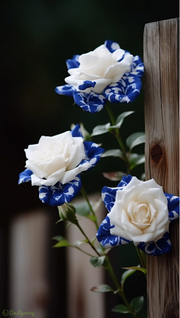 View Rare Blue Ink Rose Seeds🔥2024 Newest image 5