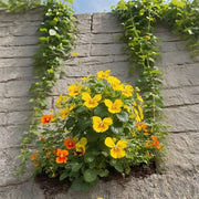View 🏆 50K+ SOLD! 🦋🌸 Moonlight Butterfly Flower Seeds – Fall & Winter Planting, Perennial Blooms & Stunning Garden Elegance 🍂 image 5