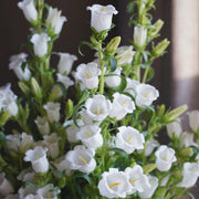 View Campanula Seeds, Potted Flower Seeds image 6