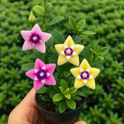 View ⭐ Hoya Bulbs – Exotic Beauty that Lasts Indoors & Out⭐ image 2