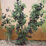 View 50/100 Organic Indigo Rose Tomato Seeds, Heirloom, Non-GMO, Solanum Lycopersicum image 4