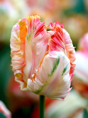 View Cabanna Parrot Tulip Seeds image 6