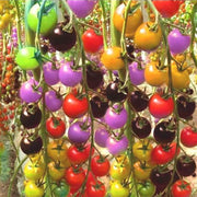 View Colorful Cherry Tomatoes Seeds image 1