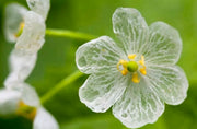 View Crystal Flower Seeds image 6
