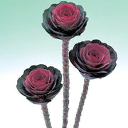 View Ornamental Kale Cut Flower Collection Seed image 2