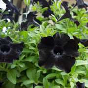 View Black Petunia Seeds image 6