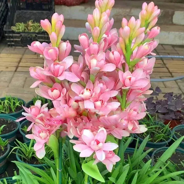 🔥[Limited Time Sale]Tuberose🌸 Bulbs! Enjoy 💥50% off, come by and grab it!